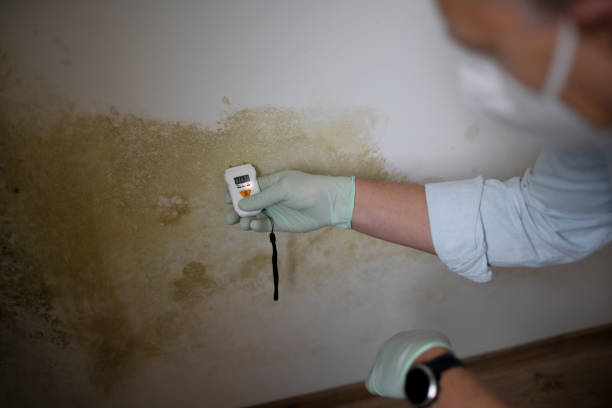 Attic Mold Removal in Baiting Hollow, NY