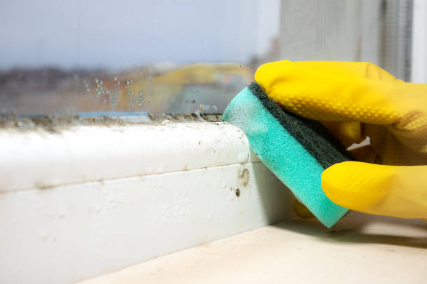 Best Professional Mold Removal  in Baiting Hollow, NY