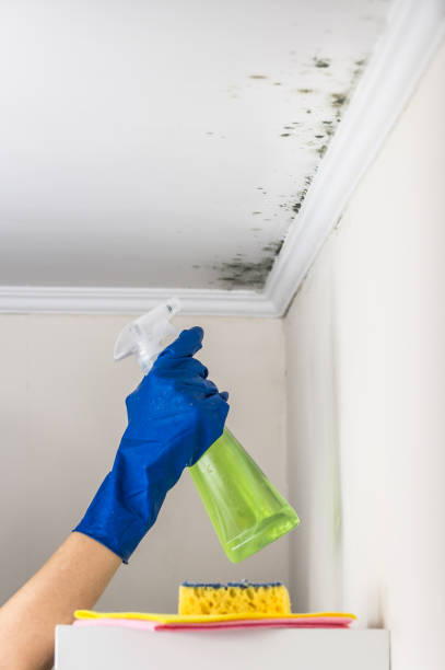 Best Residential Mold Removal  in Baiting Hollow, NY